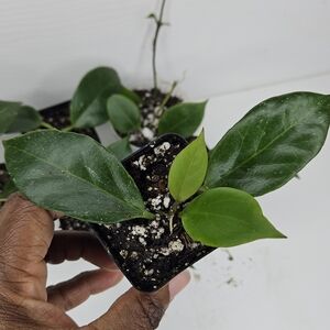 Hoya Sunrise